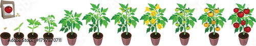 Life cycle of tomato plant development from seed and sprout to fruiting plant with ripe red fruits. Growth stages of tomato plant isolated on white background