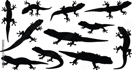 Gecko silhouettes, reptile poses, lizard movement, climbing gecko, animal anatomy, wildlife motion, nature illustration, tail shape, crouching reptile, biology reference