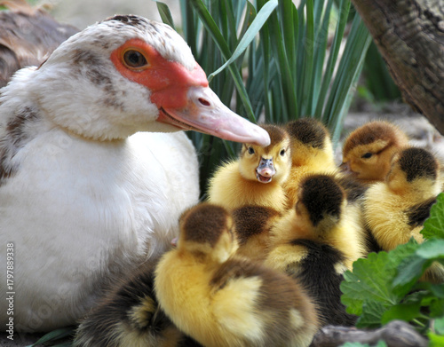 A female musk duck (Cairina moschata) with her young brood.