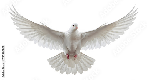 White dove flying with open wings isolated on white