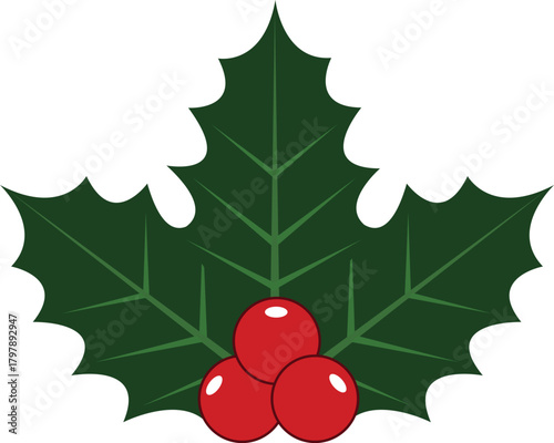 Holly berry leaves, traditional Christmas decoration with red berries