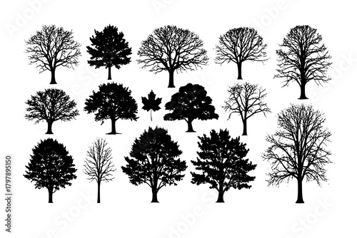 various deciduous trees silhouettes on the white background. vector set. PNG white background
