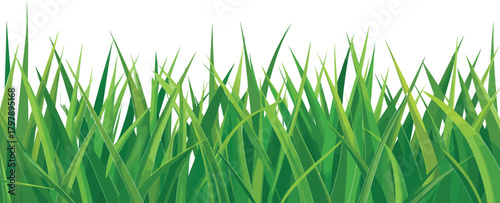 Lush and vibrant green grass illustration featuring dense blades of varying heights and thickness, creating a natural and fresh border on a clean white background
