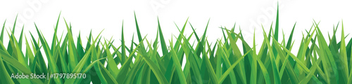 Vibrant green grass blades with varying heights and shades creating a lush, natural border element isolated on a plain white background for design