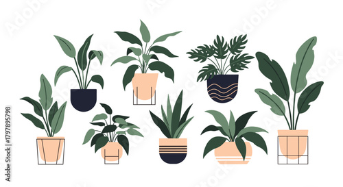 A collection of various houseplants in decorative pots on a white background.