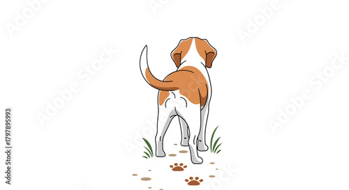 A charming dog with brown and white fur stands on a white background leaving paw prints.