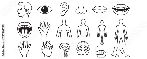 Detailed anatomical illustrations of human body parts ideal for medical studies, educational resources, and health guides in black and white style