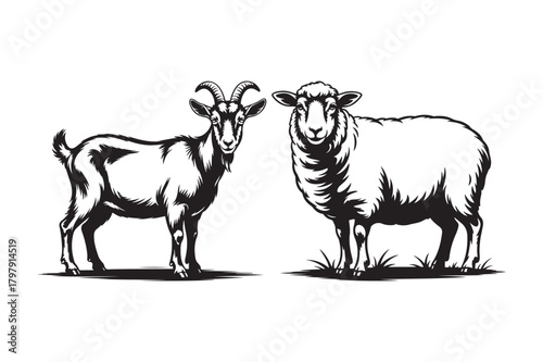 Black and white illustration of a goat and a sheep standing side by side