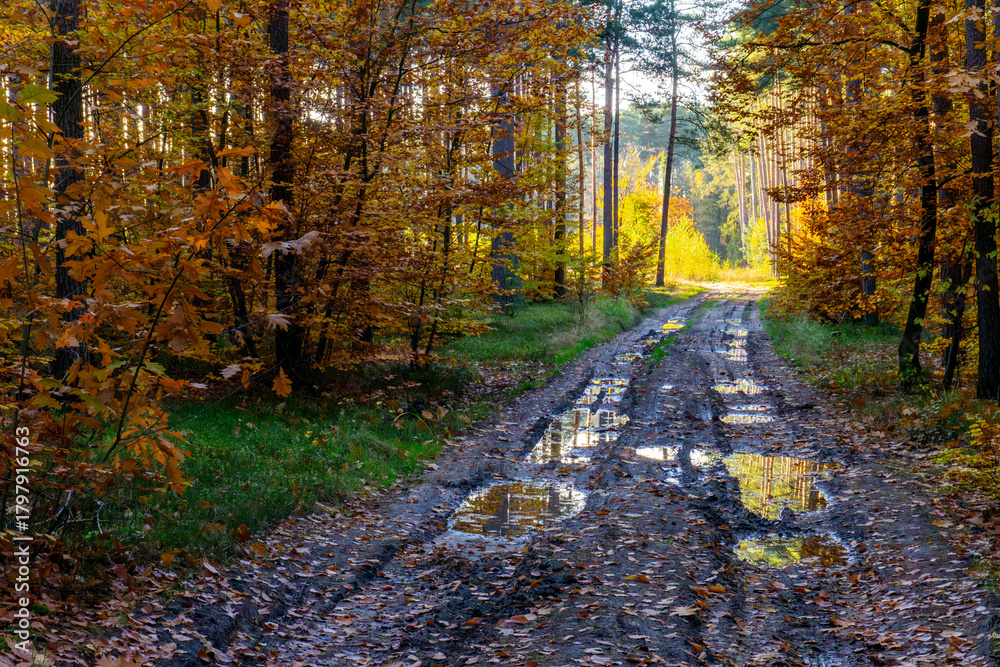 Fototapeta premium Autumn forest road with puddles, muddy ruts, colorful leaves and sunlit trees creating a natural, picturesque landscape perfect for peaceful walking scenes