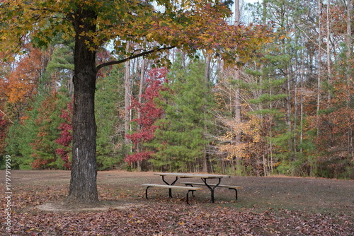 A picnic table sits in a clearing among a grouping of colorful fall trees