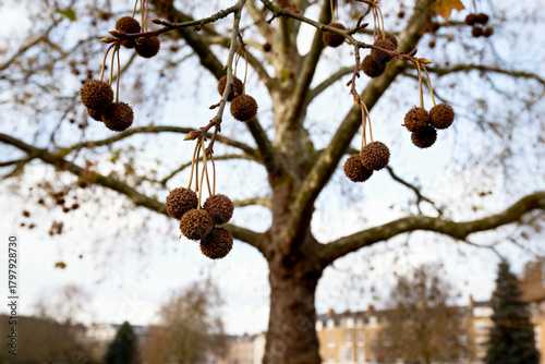 London Plane (Platanus × acerifolia) – Seed balls (fruit clusters) hanging from branches, a natural source of food for birds and wildlife.