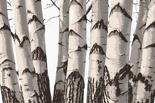 Birch trees texture vector illustration