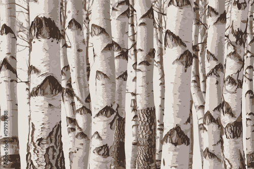 Birch trees texture vector illustration