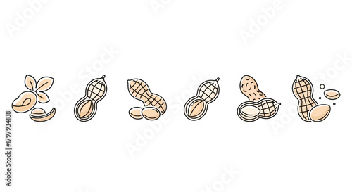 Peanut icon set showcasing whole, shelled, and fresh forms.