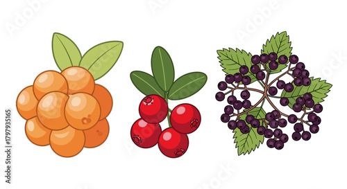 Cloudberry cranberry and elderberry vector fruit illustration set