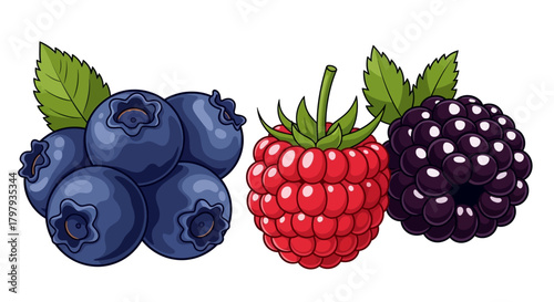 Blueberry, raspberry, blackberry fruit cartoon illustration design