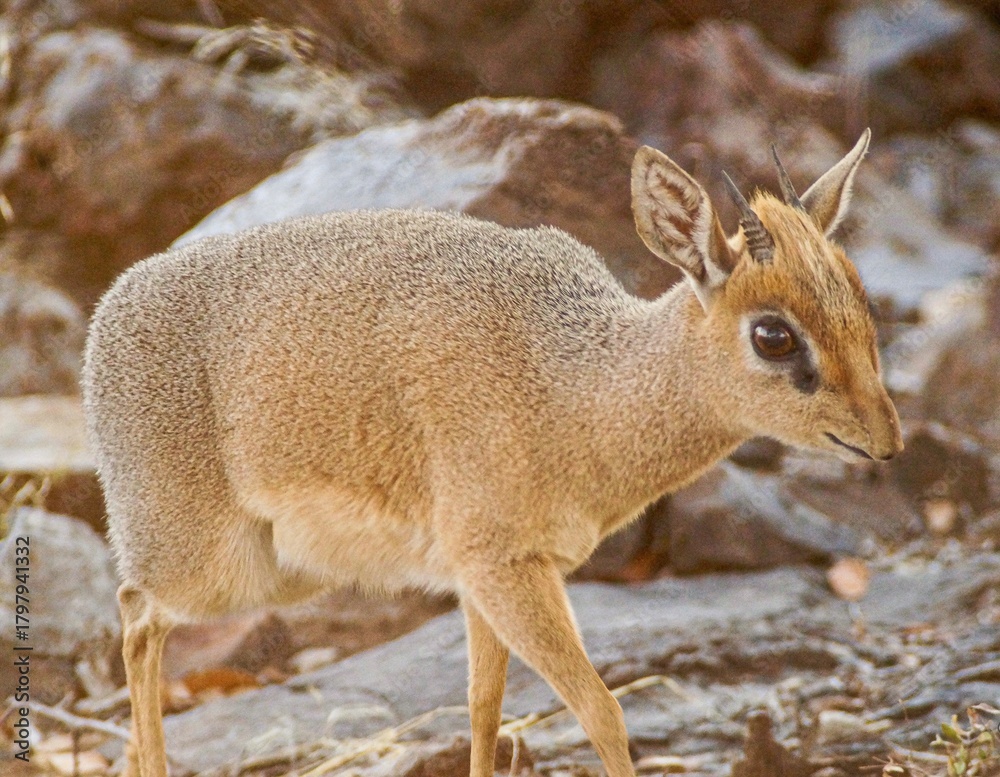 Naklejka premium dikdik in namibia