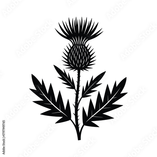 Black silhouette of a thistle plant with spiky flower head and serrated leaves on a white background