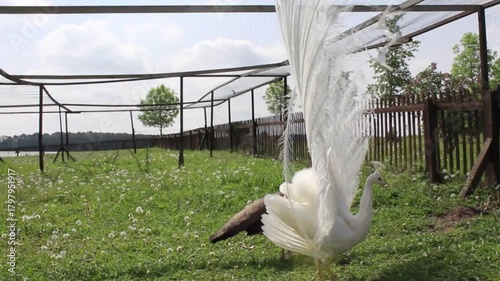 Pfau im Gehege, Himmel