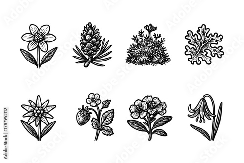 Botanical collection of alpine plants in vintage style