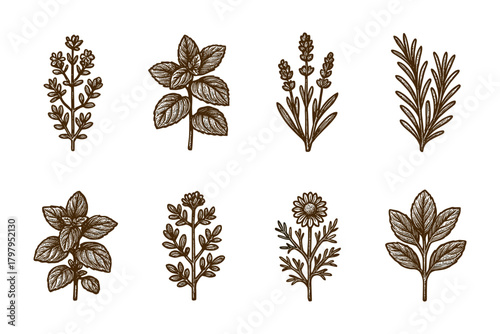 Hand drawn botanical set: detailed herb and floral elements for designs