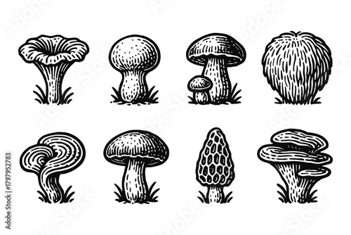Hand-drawn black and white assorted mushrooms with unique textures and details