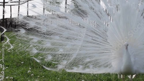 Pfau im Gehege