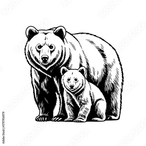 A sketch showcasing a mother bear and her cub, embodies the primal essence of the wilderness. They represent the values of family, strength and the bond between mother and child. vector illustration