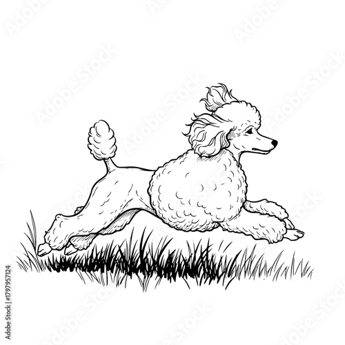A playful poodle leaps and bounds through a vibrant green meadow. capturing the essence of joyful motion in a monochrome masterpiece. vector illustration