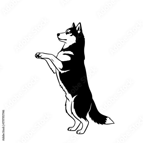 An elegant husky balances upright, demonstrating incredible poise, showcasing the breed's intelligence and athleticism. Its posture captures a sense of alertness and anticipation. vector illustration