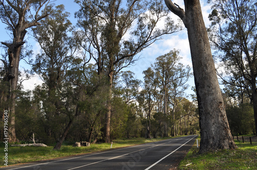 Tuart trees, Eucalyptus gomphocephala, Tuart Forest National Park,  the largest remaining forest of pure Tuart in the world, near Busselton, Western Australia, Australia