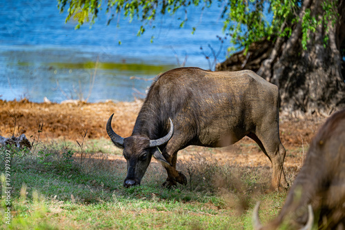 Large Water Buffalo eating near lake