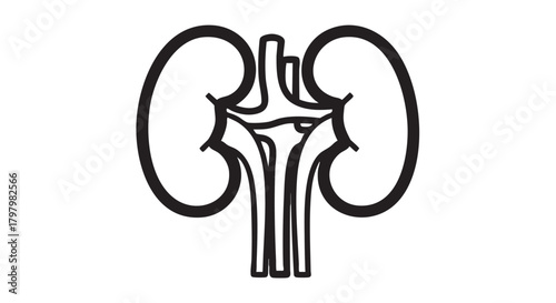 ## **12. Human kidneys outline icon vector**
