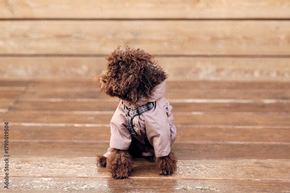 Naklejka premium Puppy outdoor scene, small dog outdoors, poodle sitting, toy dog photo, autumn dog outfit, fluffy poodle portrait, wooden deck background, fall marketing layout or promotional content.
