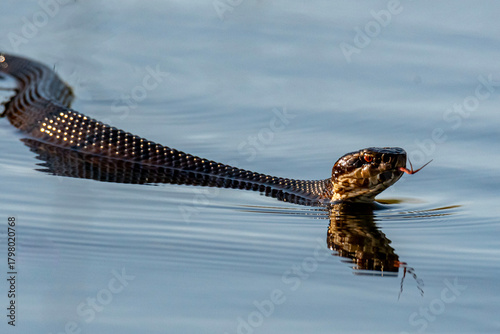 Tableau sur toile Water moccasin 3