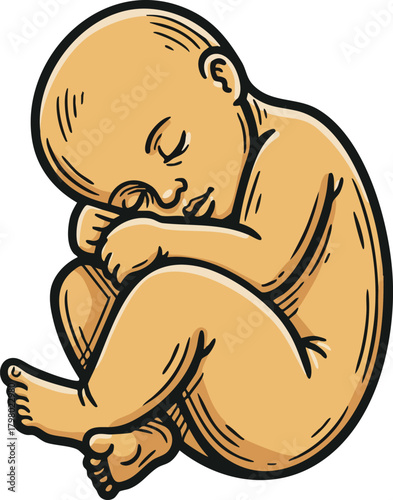 Sleeping baby curled up in fetal position vector illustration with skin tone shading and detailed line art 