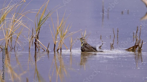 Meadowlark taking a bath in Utah Lake on the shoreline flapping its wings in slow motion.