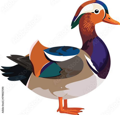 Mandarin duck vector illustration with colorful plumage and detailed features in natural style 