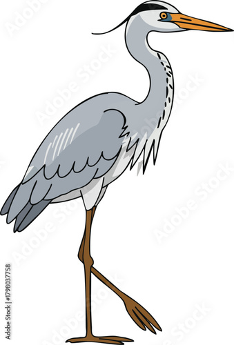Grey heron standing with long legs and sharp beak wildlife bird vector illustration 