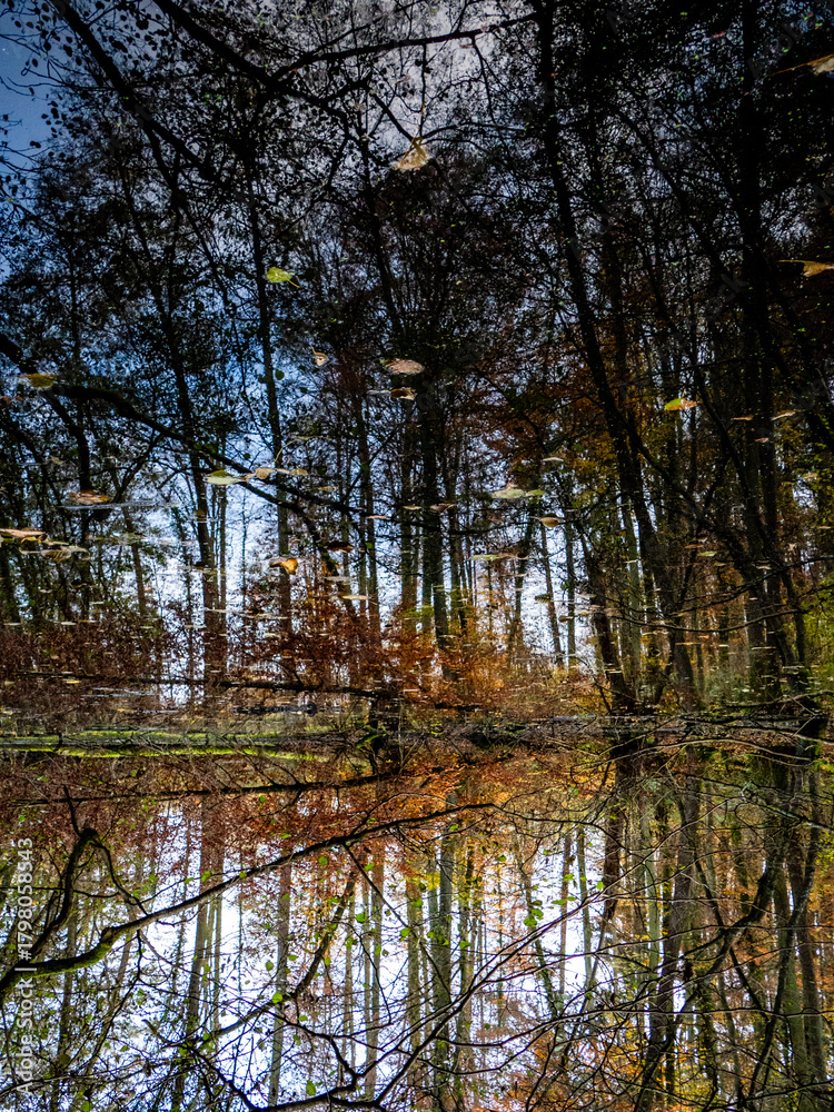Obraz premium Abstrakte Spiegellung eines Waldsees