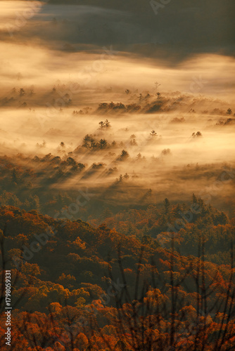Fall autumn fog forest and long cast shadows