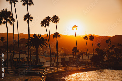 Summer sunset through palm tree