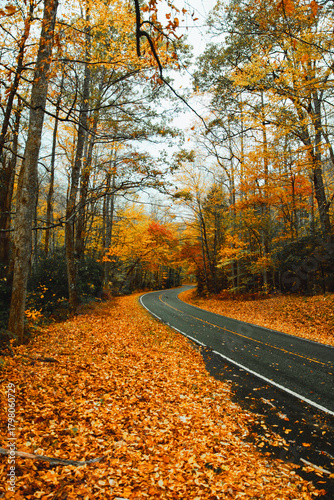 Vertical autumn leaves covering mountain road with trees