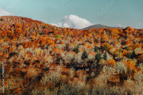 Dead trees and fall colors on moody autumn mountain