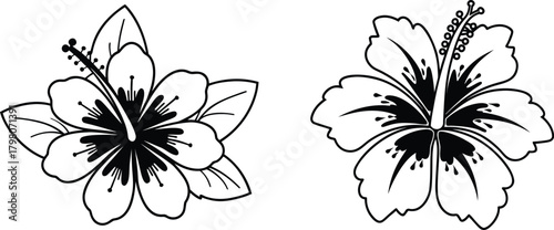 Hibiscus Duo: A detailed illustration captures the delicate beauty of a pair of hibiscus blossoms, showcasing the intricate details of each petal and pistil.