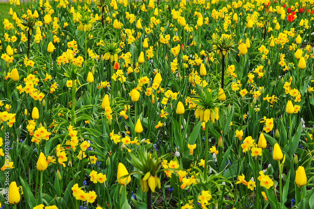 Fototapeta premium Detail of the floral beauty in Keukenhof Park, Netherlands