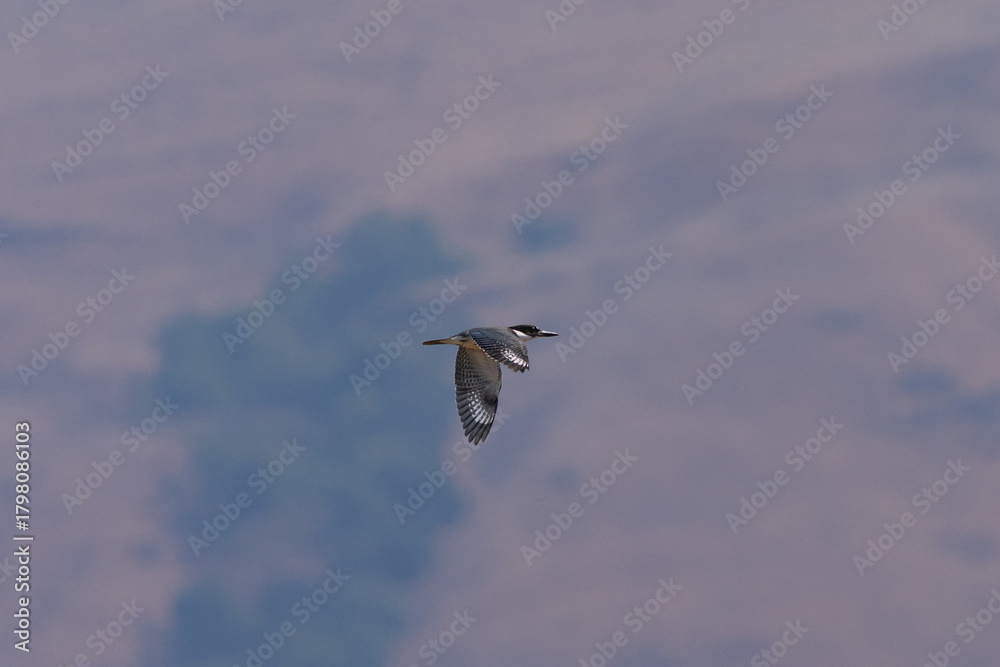 Obraz premium Belted kingfisher flying against hills
