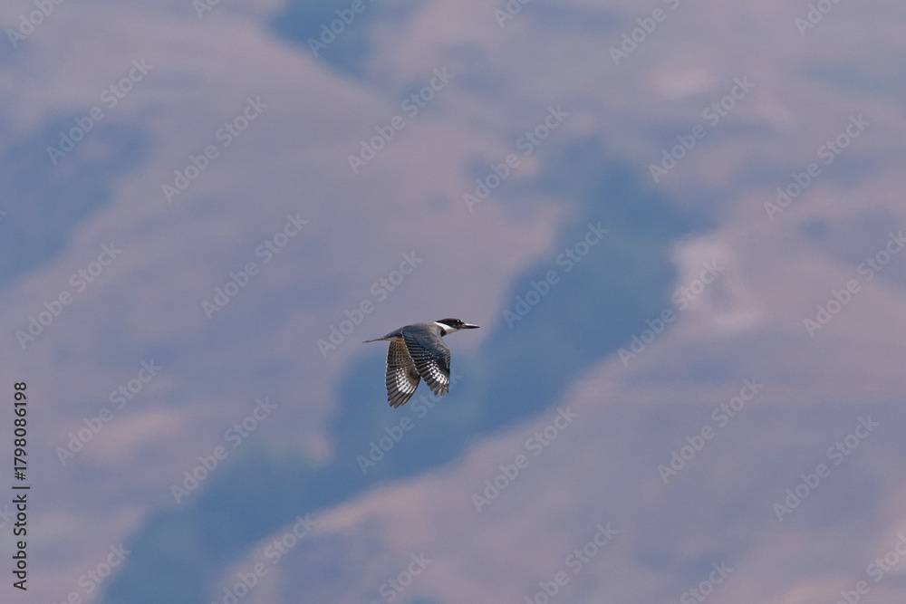Obraz premium Belted kingfisher flying against hills