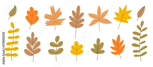Set of autumn hand drawn leaves with different shapes. Fall leaf of maple, acorns, oak, rowan tree. Vector flat illustration.