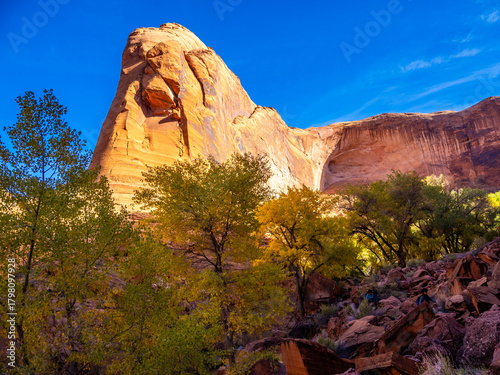 Fotografía Sunlit red cliffs and green cottonwoods along the trail in Coyote Gulch